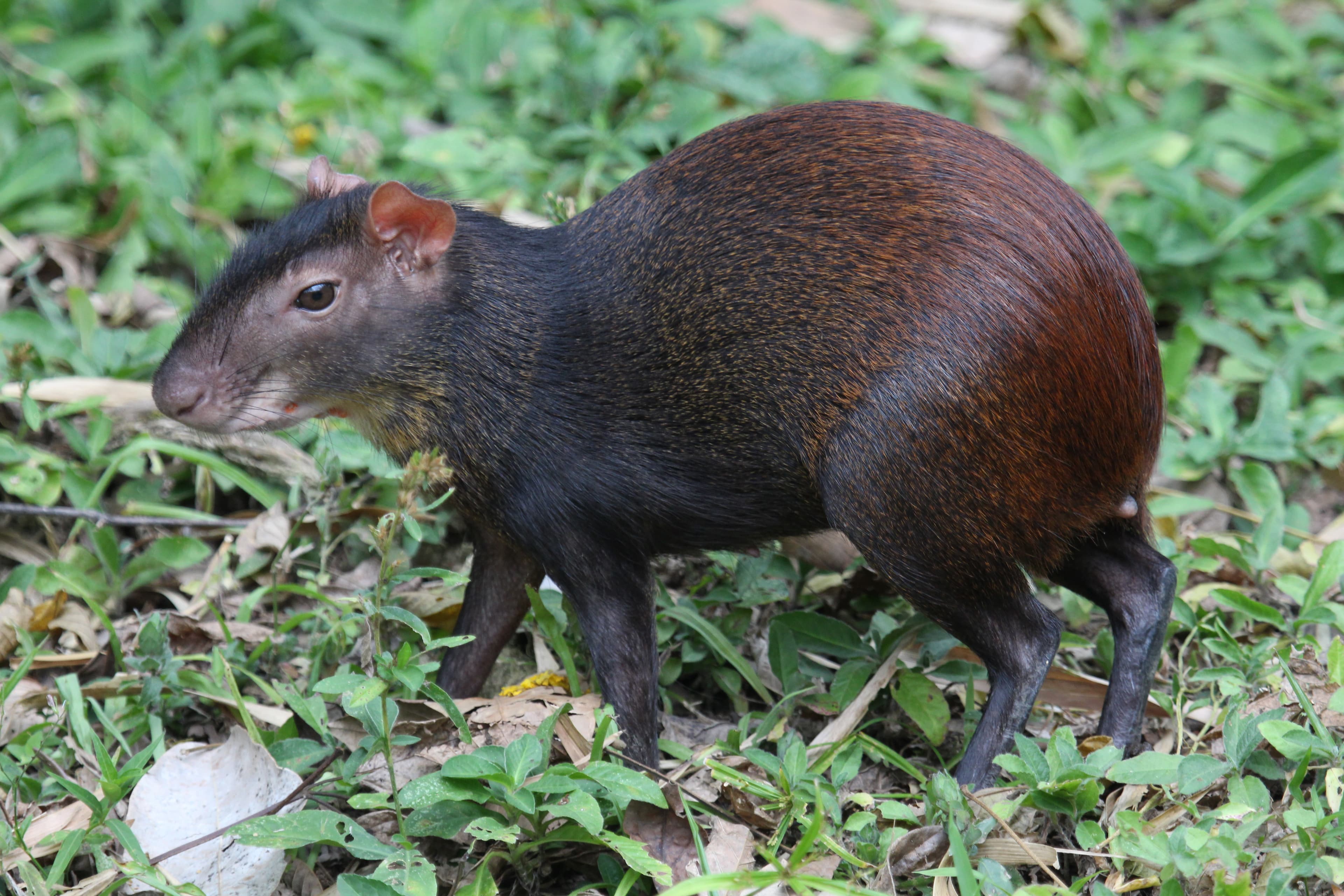 Agouti doré