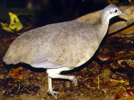 Grand tinamou