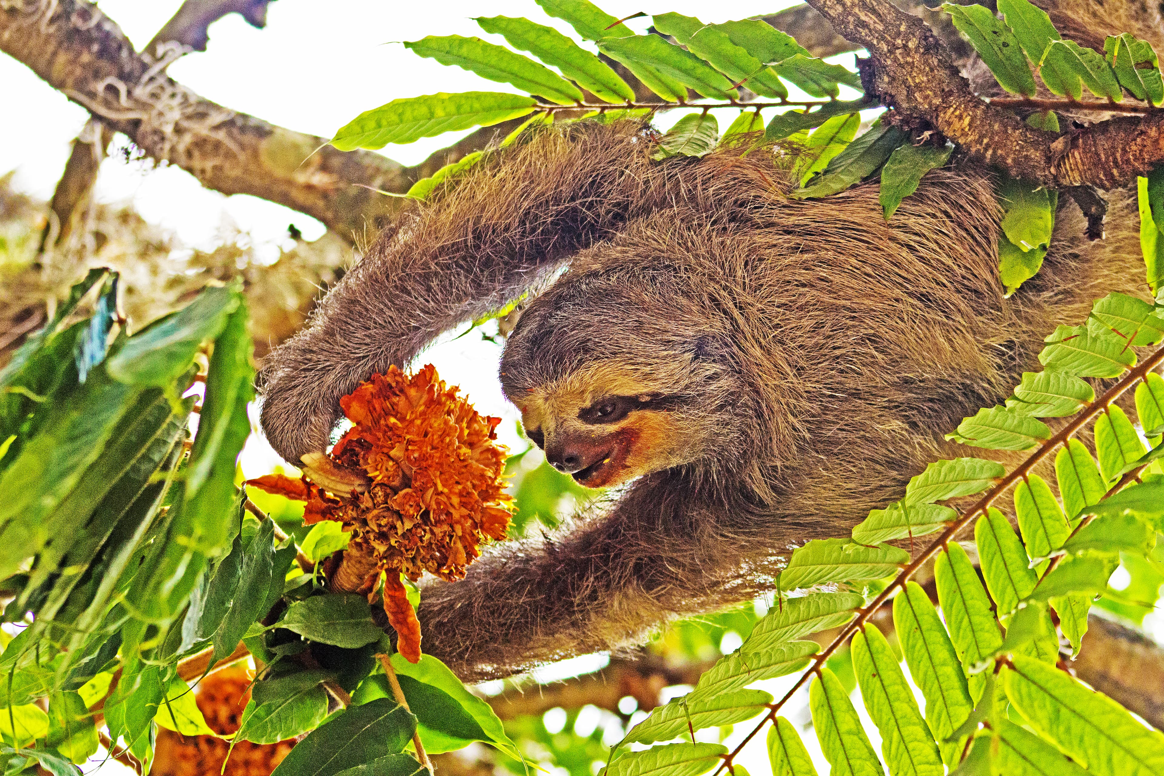Paresseux à trois doigts