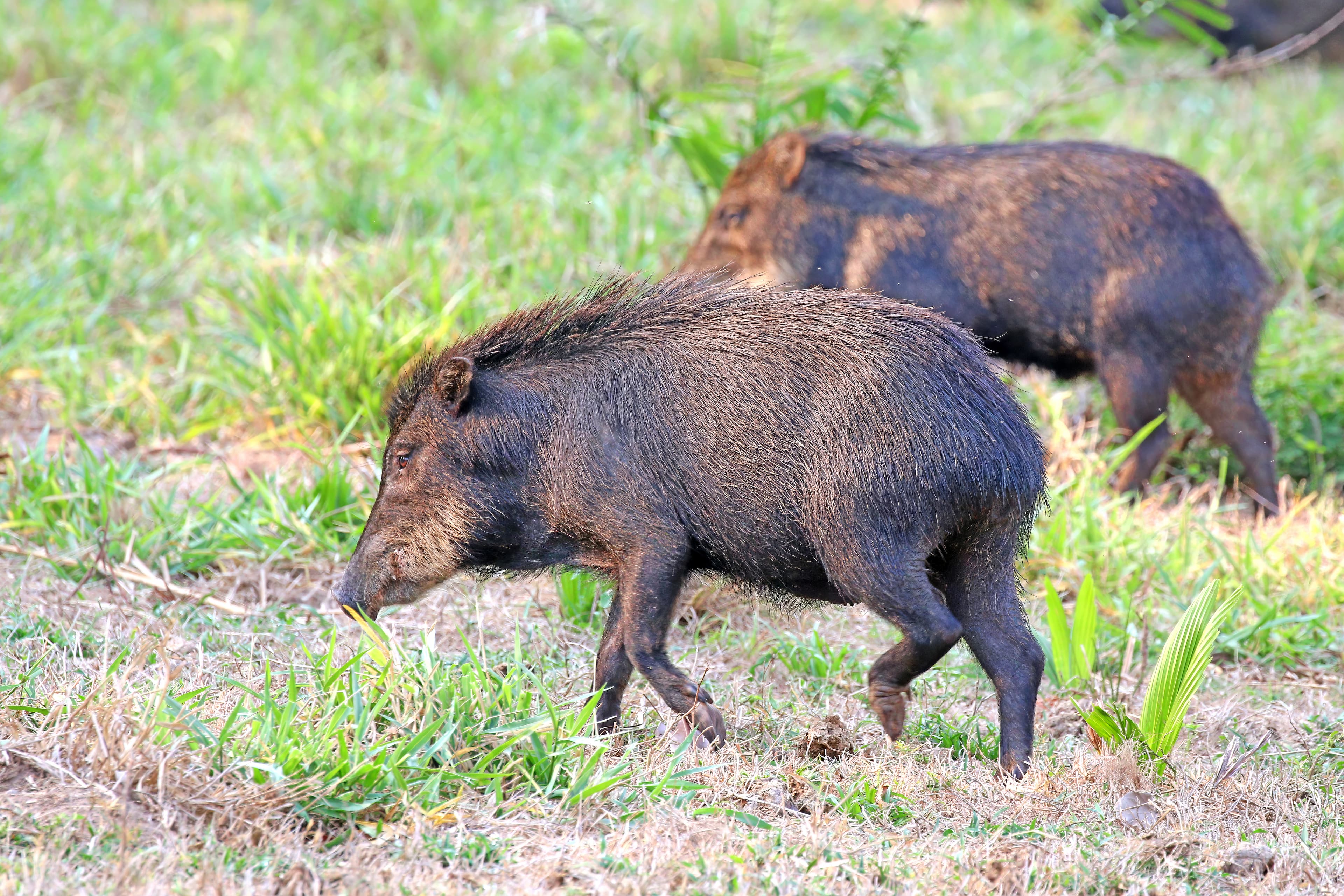 Pécari à lèvres blanches